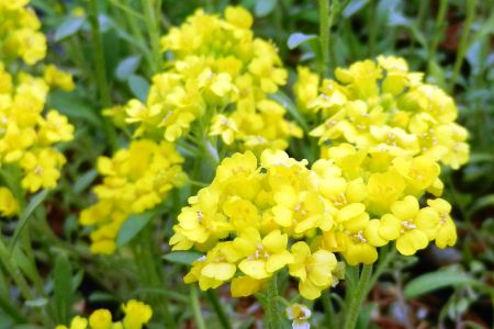 Alyssum montanum 'Berggold'