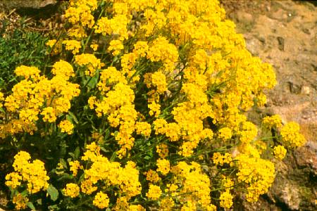 Alyssum saxatile compactum