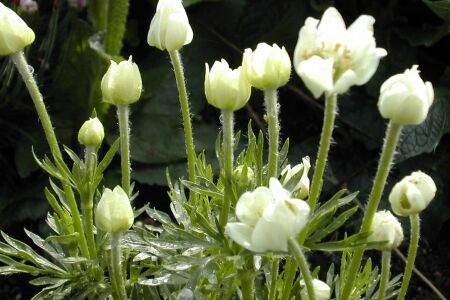 Anemone narcissiflora var. crinita