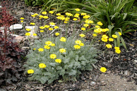 Anthemis marschalliana