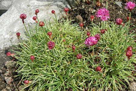 Armeria maritima 'Nifty Thrifty'
