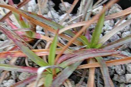 Armeria pseudoarmeria
