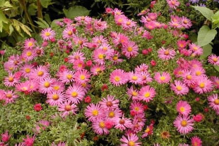 bluhende winterharte steingartenpflanzen – godsriddle bluhende winterharte steingartenpflanzen – godsriddle, Garten und Bauten