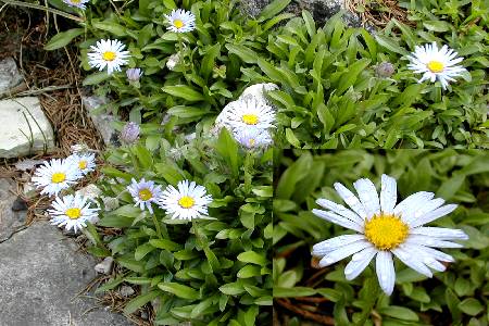 Aster stracheyi