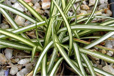 Carex ornithopoda 'Variegata'