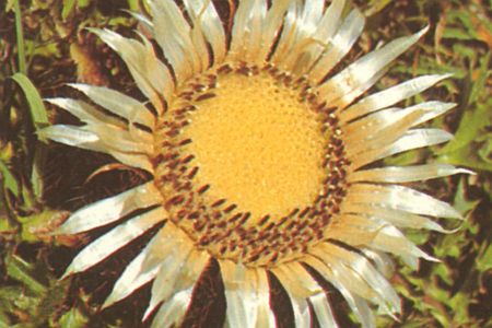 Draba bruniifolia
