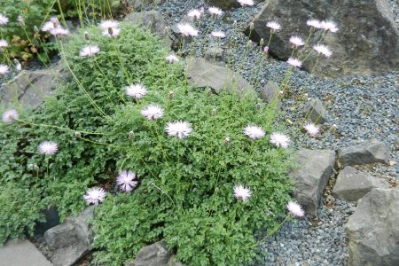 Centaurea simplicicaulis