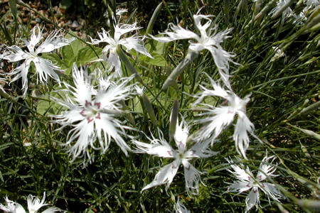 Dianthus arenarius