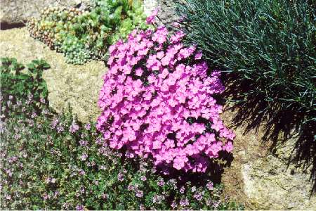 Dianthus grantianopolitanus 'La Bourbrille'