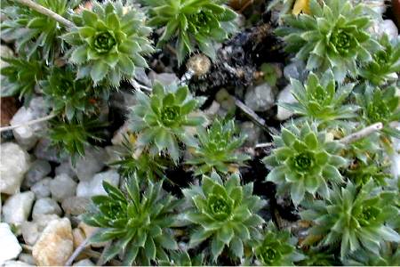 Draba aizoides