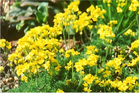 Draba bruniifolia