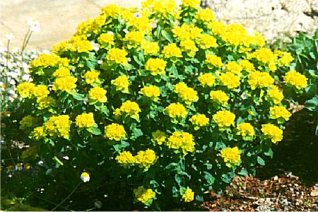 Euphorbia polychroma 'Sonnenkind'