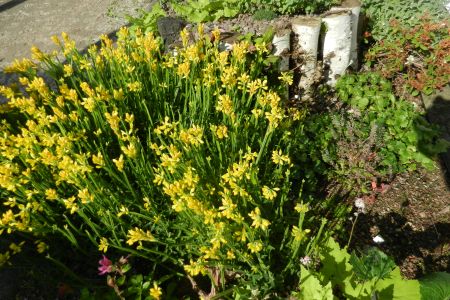 Genista sagittalis