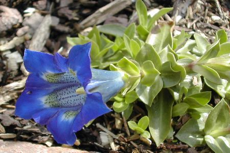 Gentiana angustifolia 'Frei'