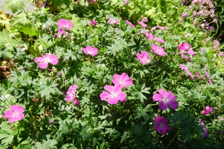 Geranium sanguineum 'Max Frei'