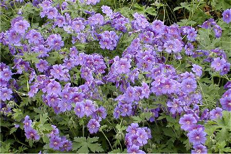 Geranium x magnificum