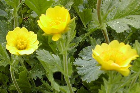 Geum chiloense 'Lady Stratheden'