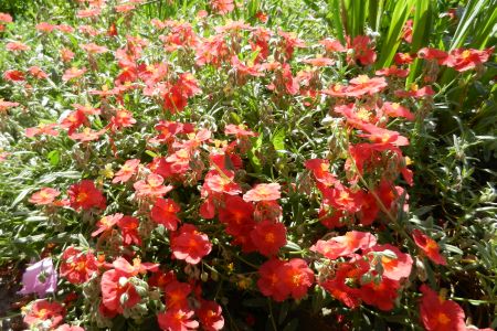 Helianthemum 'Dompfaff'
