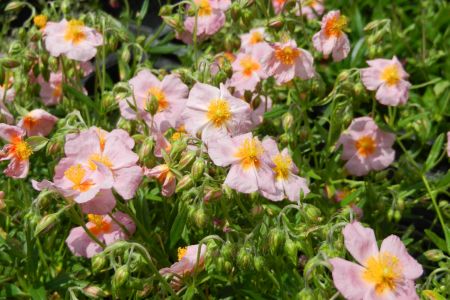 Helianthemum 'Lawrenson's Pink'