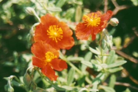 Helianthemum 'Watergate Orange'