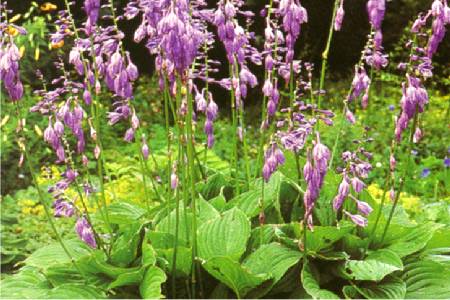 Hosta 'Elata'