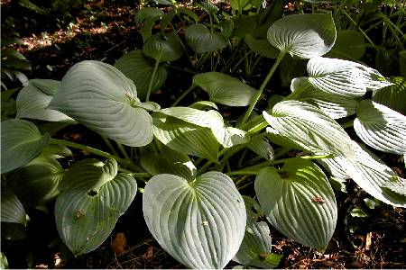 Hosta 'Fortunei Obscura'