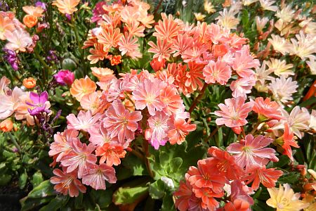 Aster stracheyi