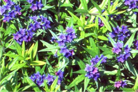 Lithospermum purpureo-caerulea