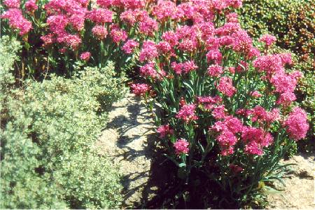 Lychnis alpina syn. Silene suecica