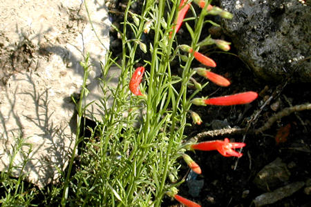 Penstemon pinifolius