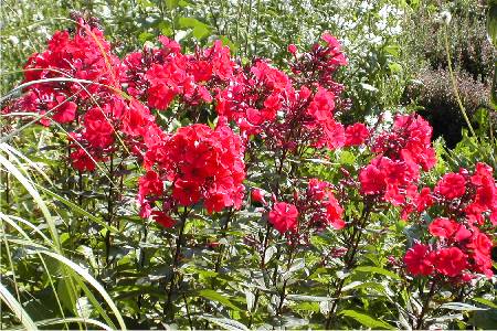 Phlox paniculata 'Orange Perfection'