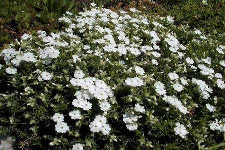 Phlox subulata 'Maischnee'