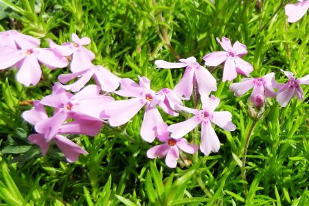 Phlox subulata 'Moerheimii'