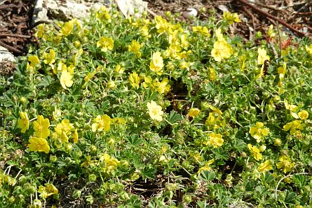Potentilla aurea