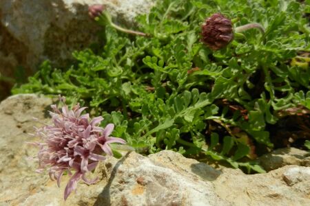 Pterocephalus perennis ssp. bellidifolium