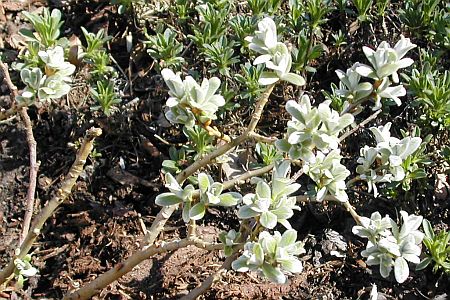 Salix helvetica 'Schweizerkind'