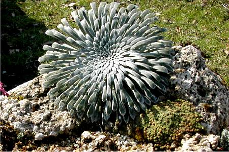 Sax (eu) longifolia