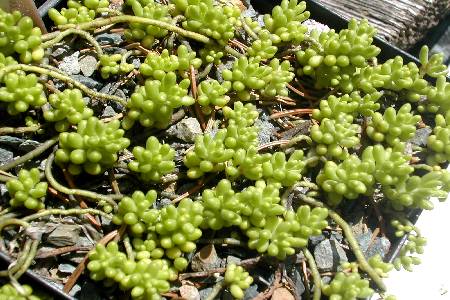 Sedum album ssp. micranthum 'Chloroticum'