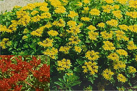Sedum floriferum