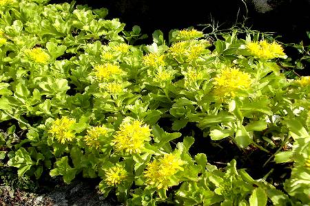 shop steingartenpflanzen dressel shop steingartenpflanzen dressel, Best garten ideen