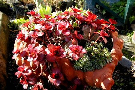 Sedum spurium 'Ruby Mantle'