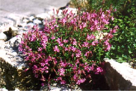 Silene schafta 'Splendens'