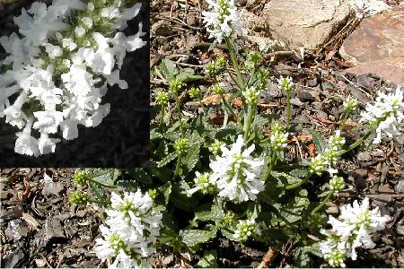 Stachys nivea