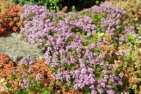 Thymus serpyllum 'Coccineus'