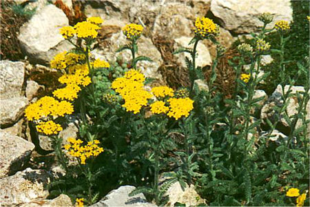 Achillea chrysocoma