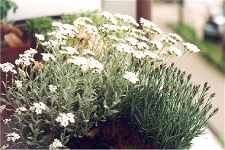Stachys monnieri 'Zwerg'