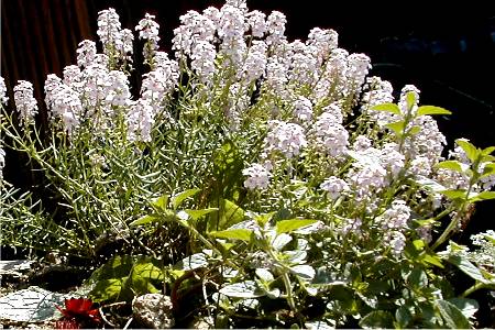 Aethionema grandiflorum