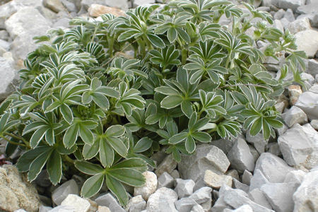 Alchemilla alpina