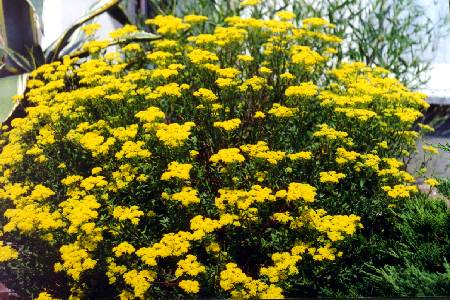 Alyssum murale