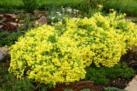 Alyssum saxatile 'Sulphureum'